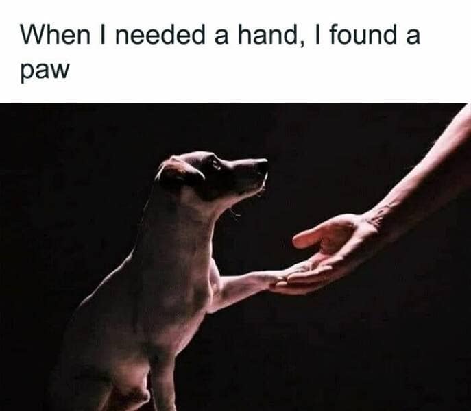 animal memes, grumpy animals, grumpy cat memes, pet memes, funny animal memes