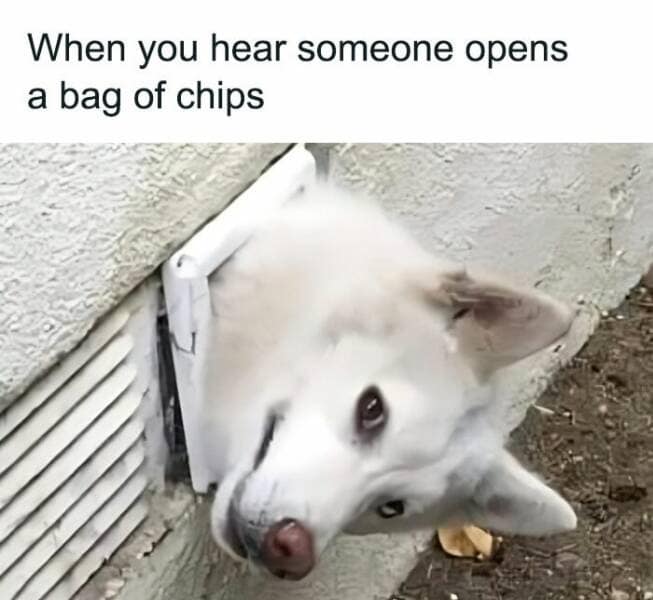 animal memes, grumpy animals, grumpy cat memes, pet memes, funny animal memes