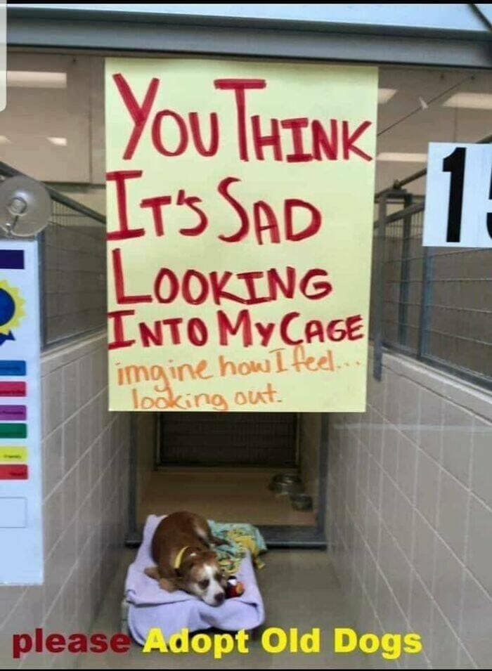 animal memes, grumpy animals, grumpy cat memes, pet memes, funny animal memes