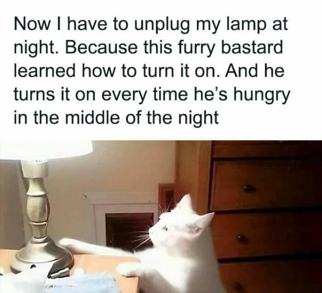 animal memes, grumpy animals, grumpy cat memes, pet memes, funny animal memes