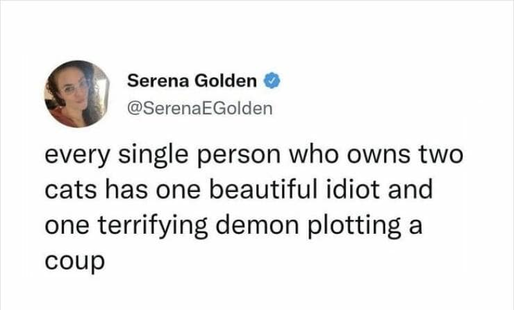 animal memes, grumpy animals, grumpy cat memes, pet memes, funny animal memes