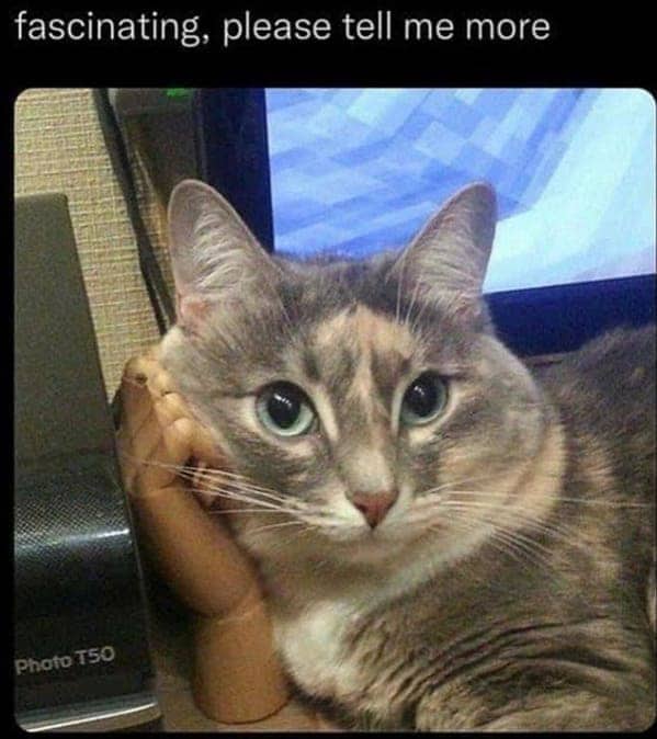 best cat memes. fascinating, please tell me more