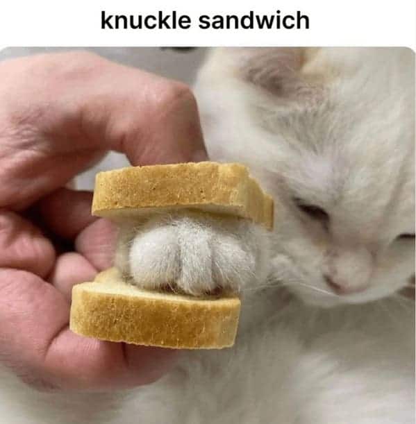 best cat memes. knuckle sandwich
