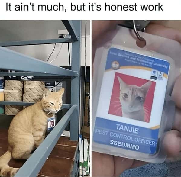 best cat memes. It ain't much, but it's honest work