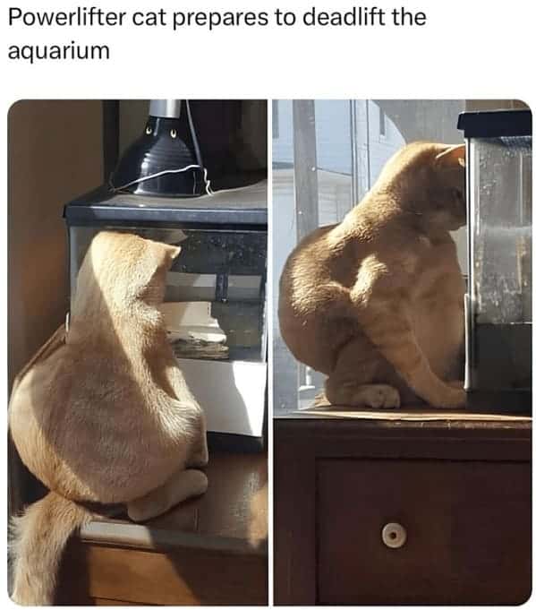 best cat memes. Powerlifter cat prepares to deadlift the aquarium