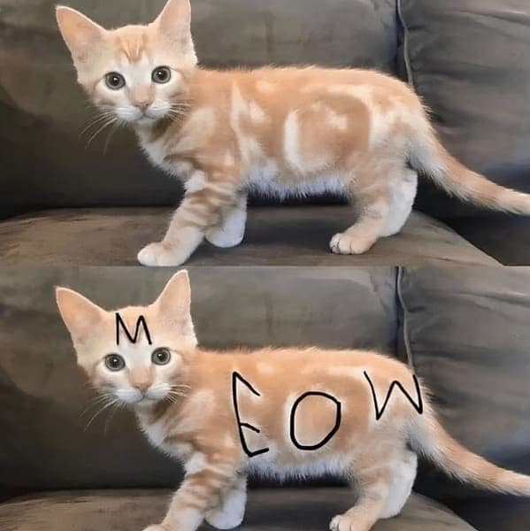 best cat memes.