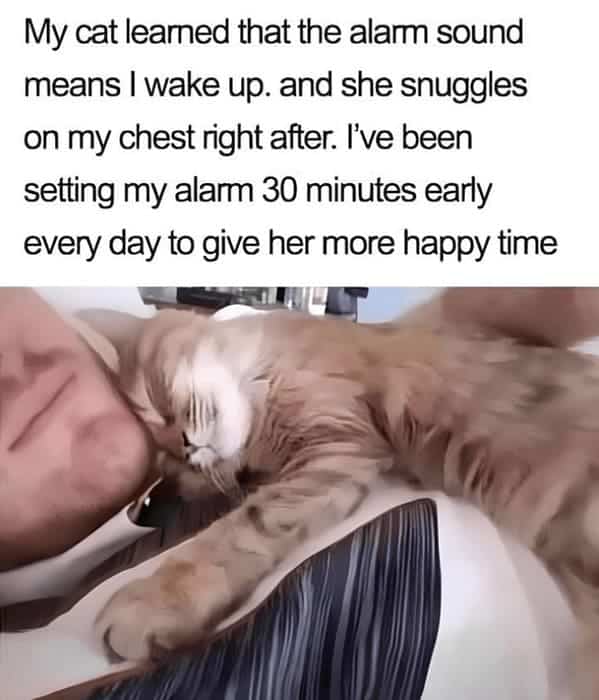 best cat memes. My cat learned that the alarm sound means I wake up. and she snuggles on my chest right after. I've been setting my alarm 30 minutes early every day to give her more happy time