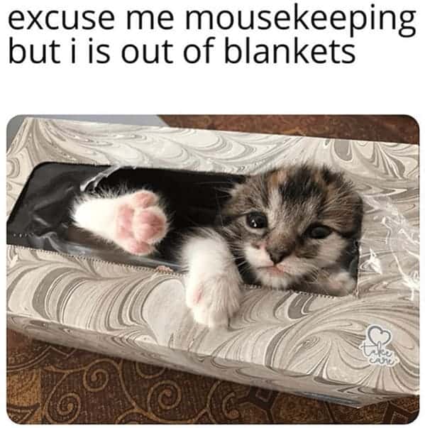 best cat memes. excuse me mousekeeping but i is out of blankets