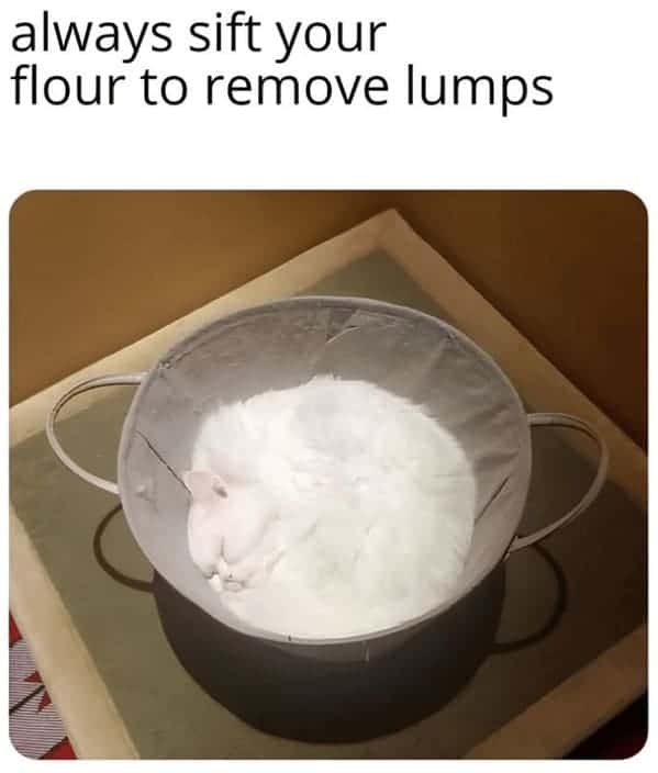 best cat memes. always sift your flour to remove lumps