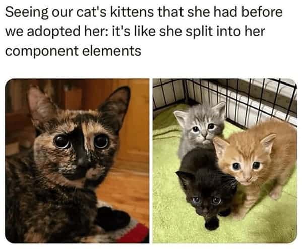 best cat memes. Seeing our cat's kittens that she had before we adopted her: it's like she split into her component elements