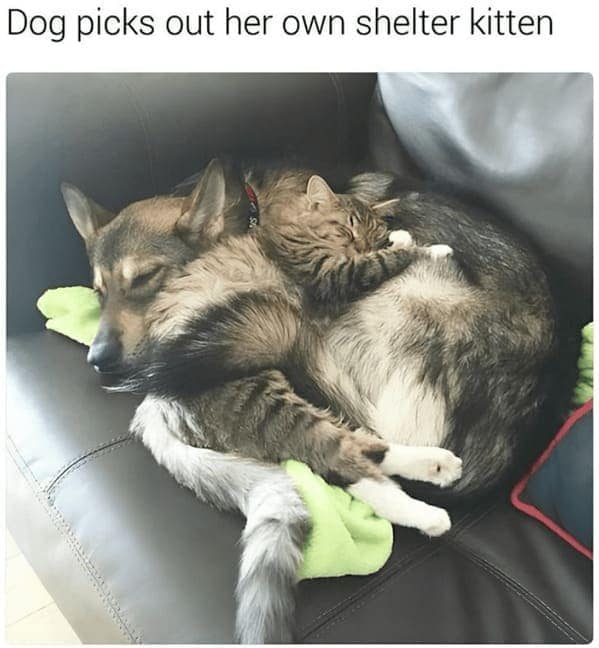 best cat memes.