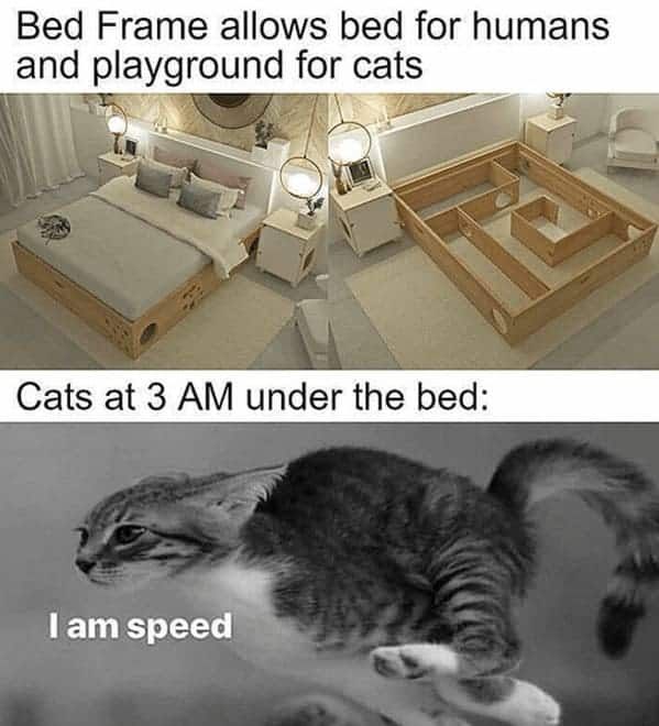 best cat memes. Bed Frame allows bed for humans and playground for cats Cats at 3 AM under the bed: