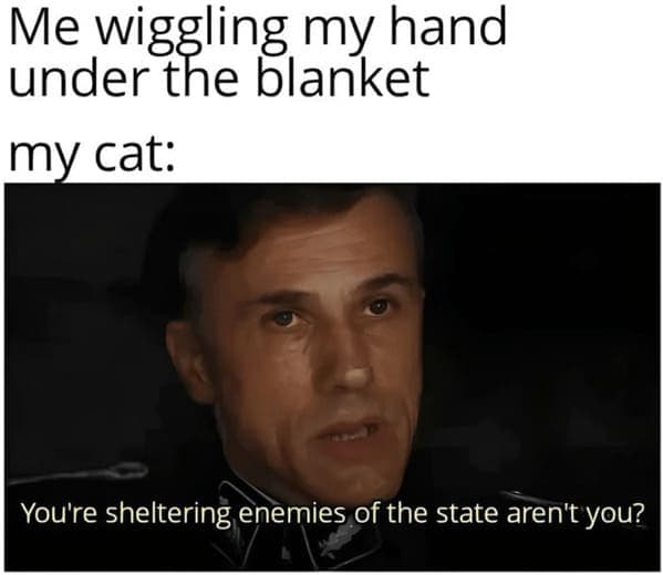 best cat memes. Ve wiggling my hand under the blanket my cat: You're sheltering enemies of the state aren't you?