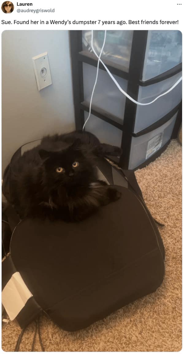 Sue. Found her in a Wendy's dumpster 7 years ago. Best friends forever!