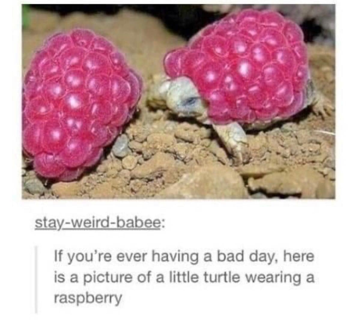 If you're ever having a bad day, here is a picture of a little turtle wearing a raspberry