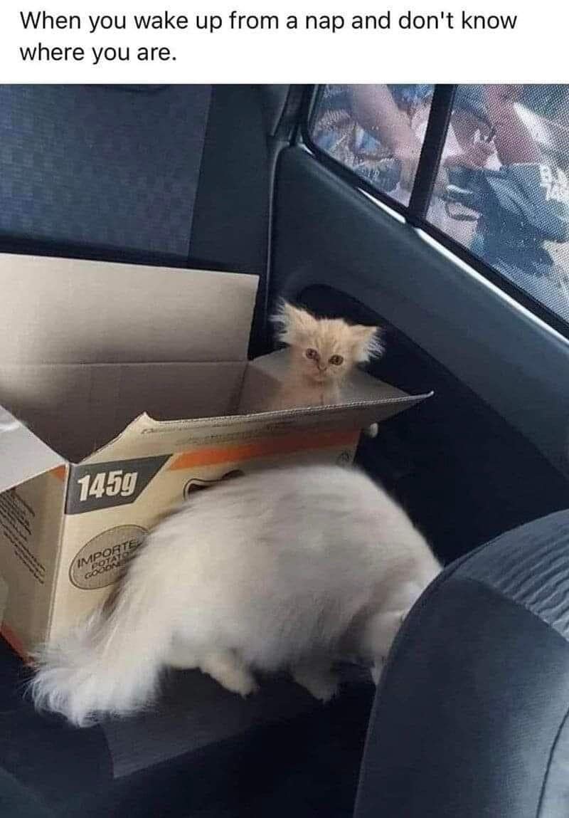 classic memes, vintage memes, viral tweets, Viral Tweet Nostalgia, Iconic Internet Moments, Throwback Social Media, Online Jokes, Timeless Web Humor, Bygone Social Media Trends