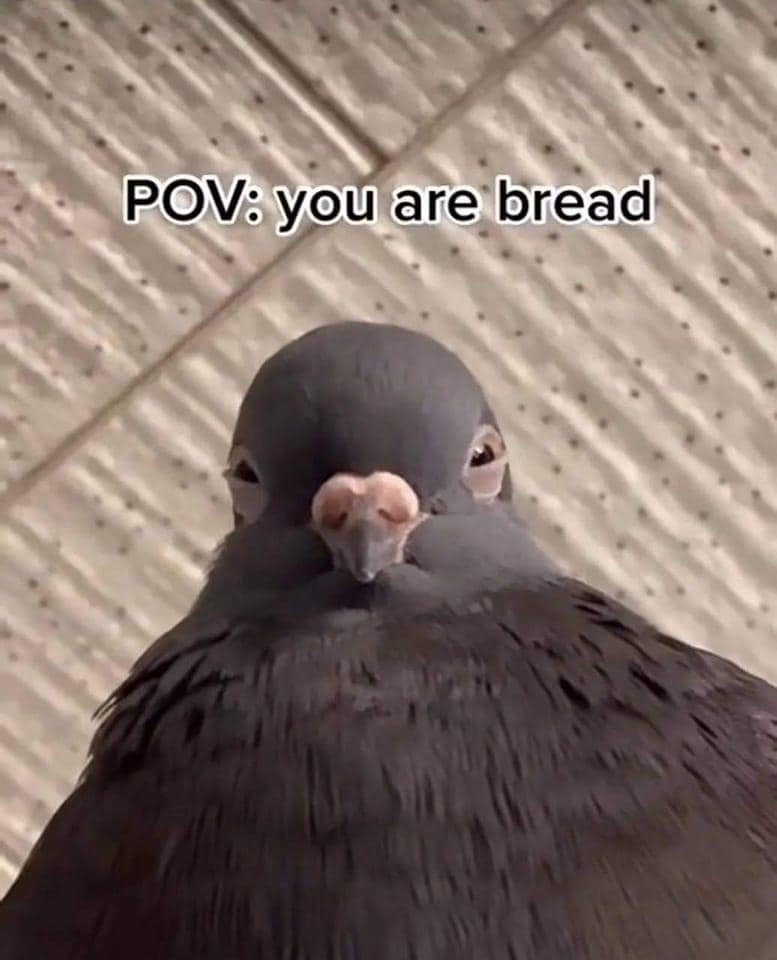 classic memes, vintage memes, viral tweets, popular tweets, trending tweets, popular memes, viral memes, best memes