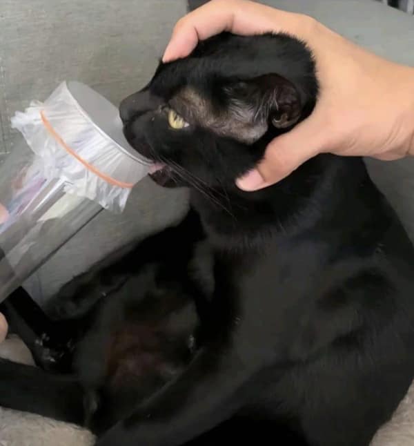 cursed images, weird photos, bizarre pictures, unsettling images, strange photos, peculiar photos, odd pictures, unusual pictures, eerie images, creepy images