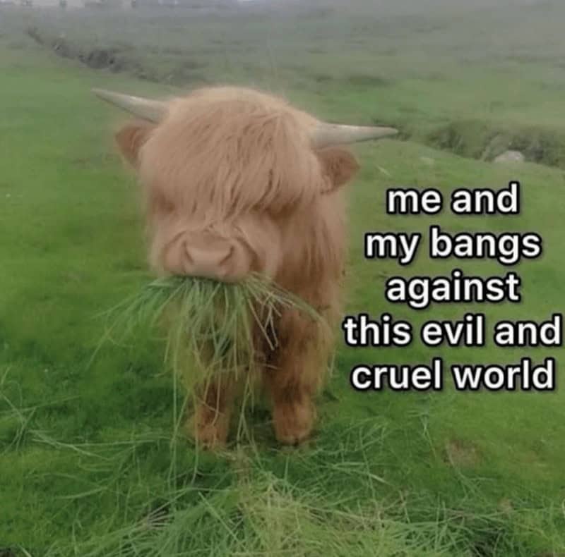 me and my bangs against this evil and cruel world