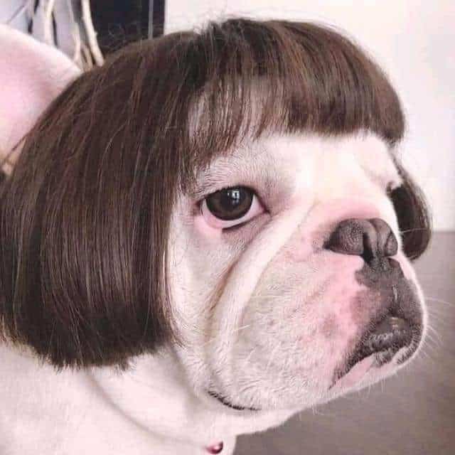 dog with bangs in wig