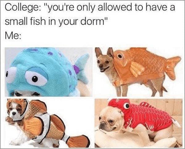 fishing memes, angler memes, summer fishing jokes, fishing humor, fishing season humor, fishing summer jokes, fishing funnies, fishing laughs