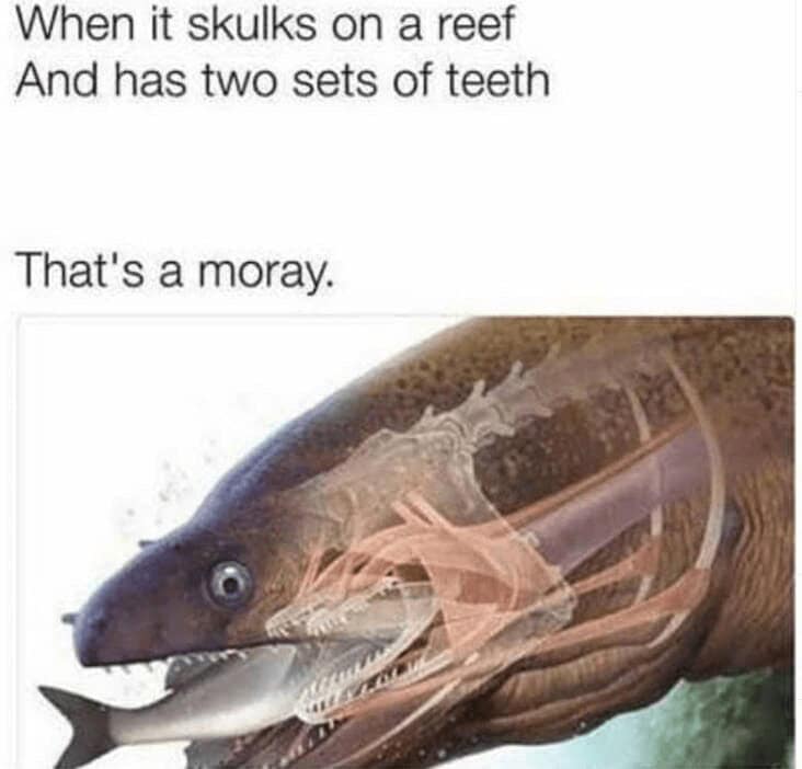 fishing memes, angler memes, summer fishing jokes, fishing humor, fishing season humor, fishing summer jokes, fishing funnies, fishing laughs