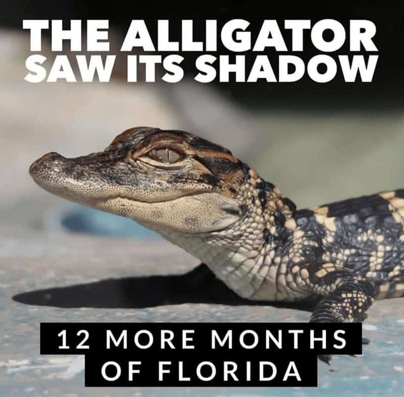 THE ALLIGATOR SAW ITS SHADOW 12 MORE MONTHS OF FLORIDA