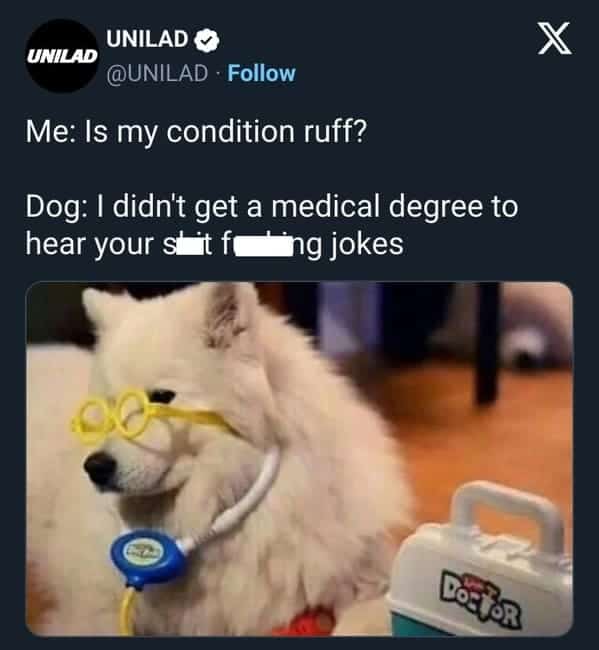 funny dog memes. Me: Is my condition ruff? Dog: I didn't get a medical degree to hear your