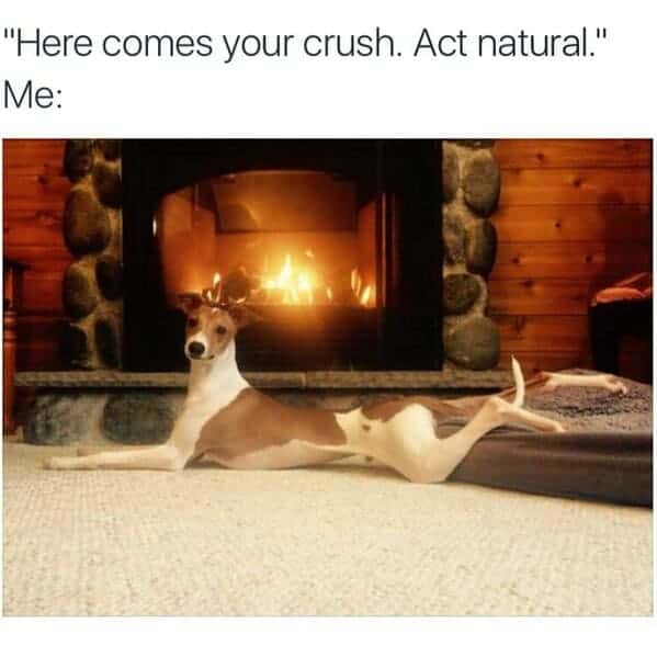 funny dog memes. "Here comes your crush. Act natural." Me: