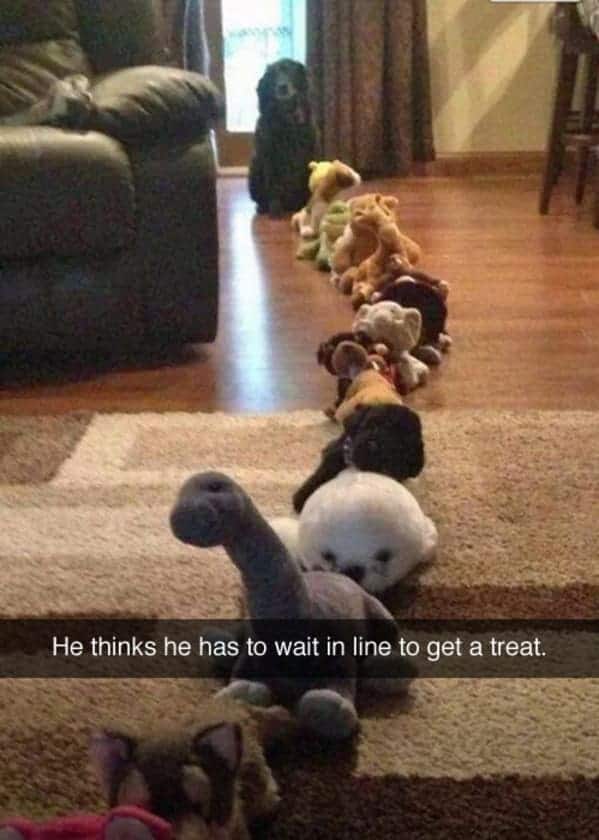 funny dog memes. He thinks he has to wait in line to get a treat.