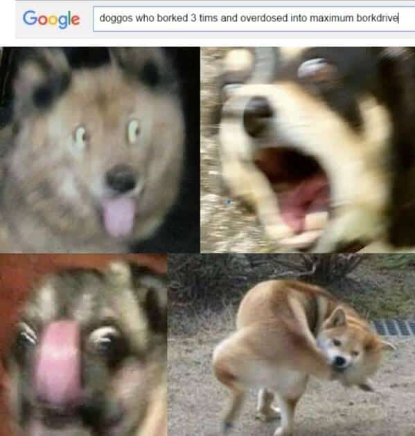 funny dog memes. doggos who borked 3 tims and overdosed into maximum borkdrivel