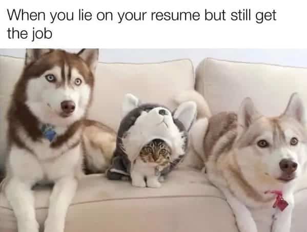 funny dog memes. When you lie on your resume but still get the job