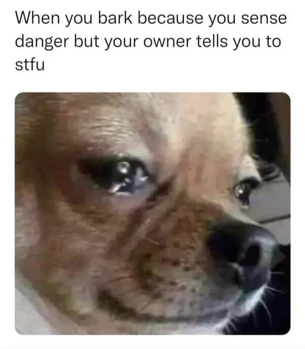 funny dog memes. When you bark because you sense danger but your owner tells you to stfu