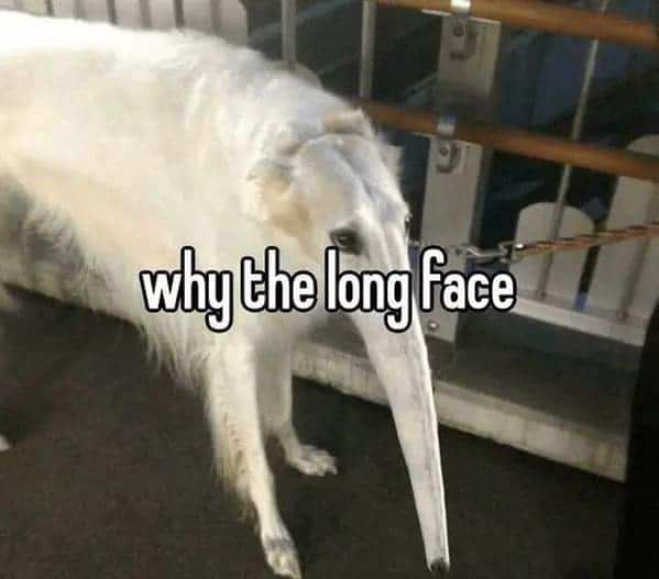 funny dog memes. why the long face