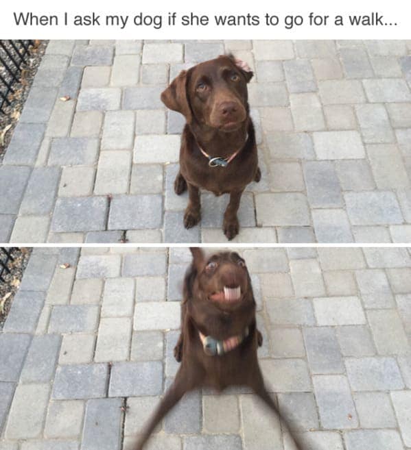 funny dog memes. When I ask my dog if she wants to go for a walk...