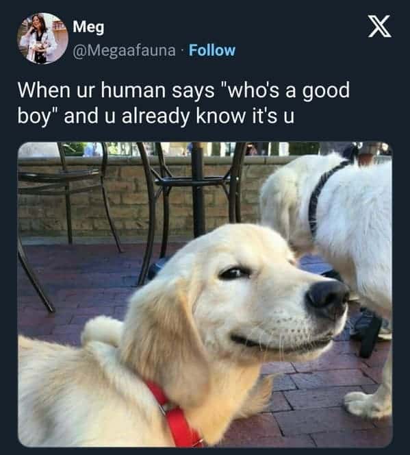 funny dog memes. When ur human says "who's a good boy" and u already know it's u