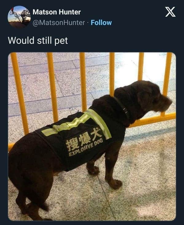 funny dog memes. Would still pet