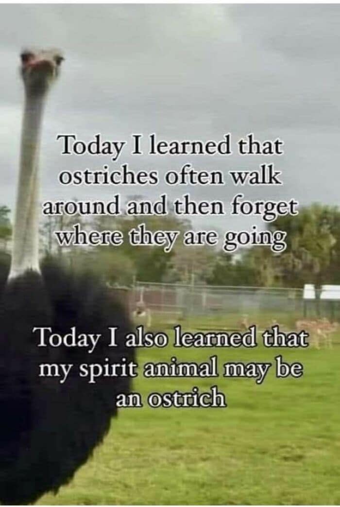 funny memes, funny images, funny pics, funniest memes