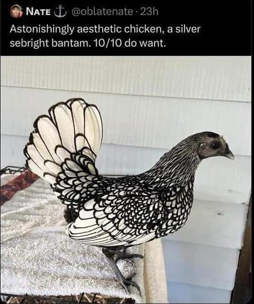 funny images, funny pics, hilarious memes