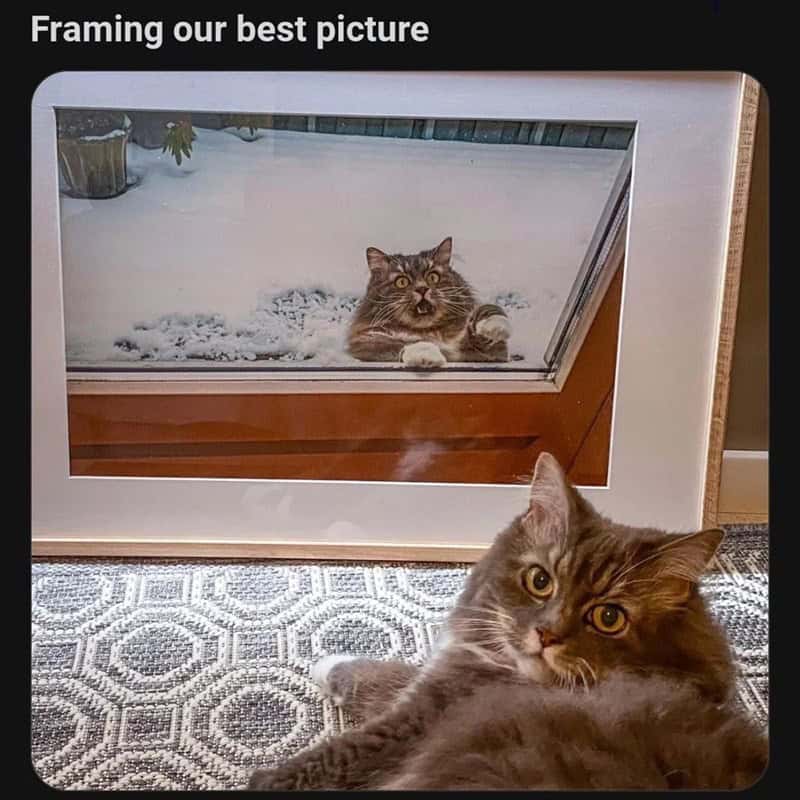 funny memes. Framing our best picture