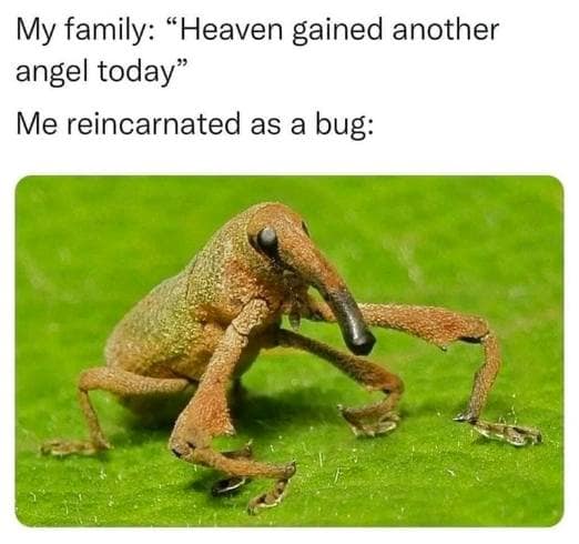 funny pics. My family: "Heaven gained another angel today" Me reincarnated as a bug: