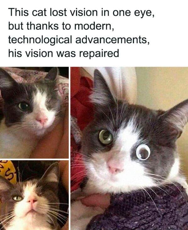 funny pics. This cat lost vision in one eye, but thanks to modern, technological advancements, his vision was repaired