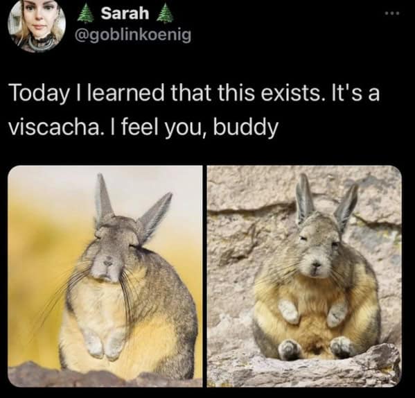 funny pics. Today I learned that this exists. It's a viscacha. I feel you, buddy