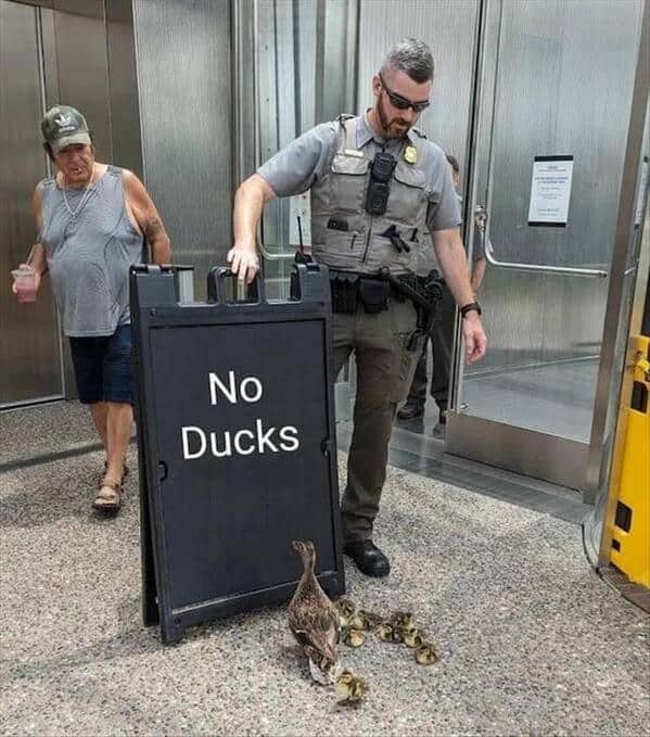 funny pics. No Ducks