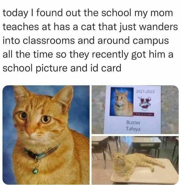 funny pics. today I found out the school my mom teaches at has a cat that just wanders into classrooms and around campus all the time so they recently got him a school picture and id card