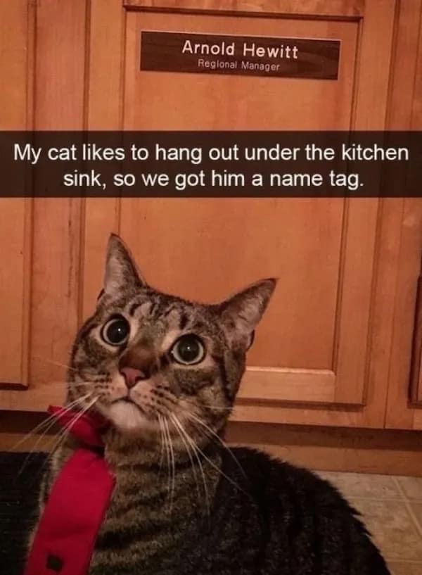 funny pics. My cat likes to hang out under the kitchen sink, so we got him a name tag.