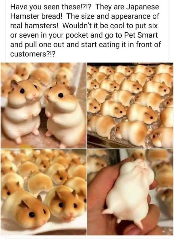 funny pics. Have you seen these!?!? They are Japanese Hamster bread! The size and appearance of real hamsters! Wouldn't it be cool to put six or seven in your pocket and go to Pet Smart and pull one out and start eating it in front of customers?!?