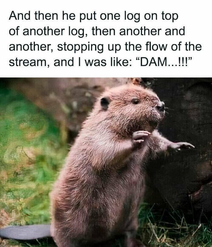 funny pun memes. And then he put one log on top of another log, then another and another, stopping up the flow of the stream, and I was like: "DAM..!!"