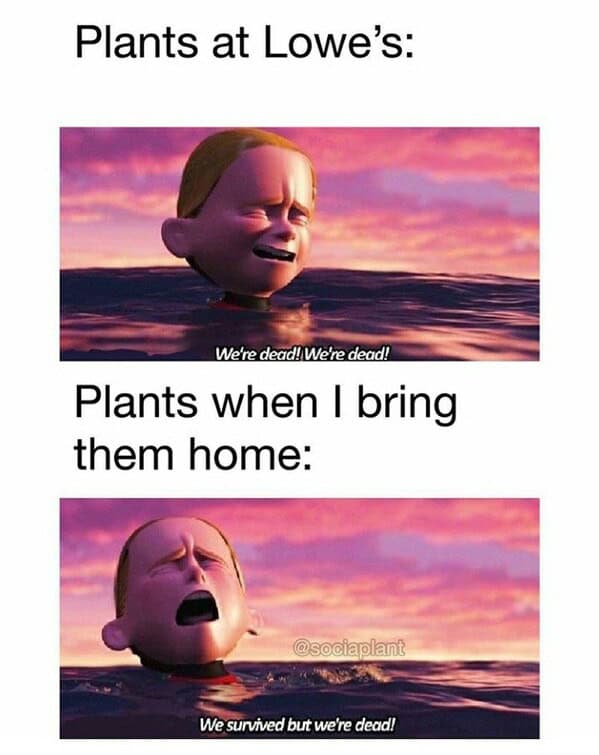 gardening memes, plant memes, houseplant memes, garden humor memes, ndoor plant memes, potted plant memes, gardening jokes, horticulture memes
