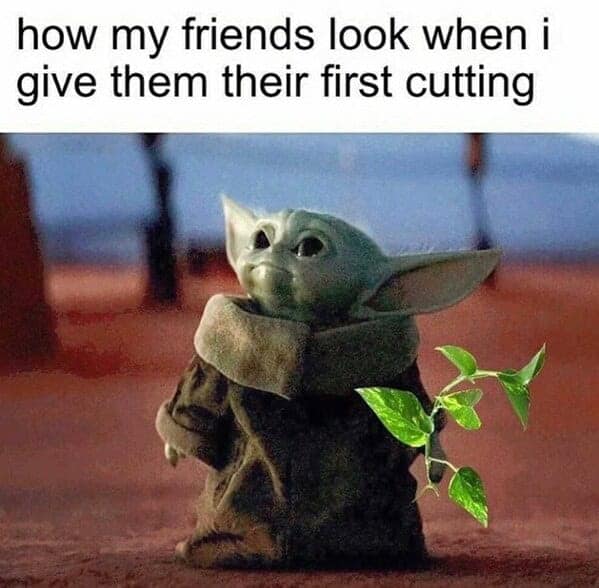 gardening memes, plant memes, houseplant memes, garden humor memes, ndoor plant memes, potted plant memes, gardening jokes, horticulture memes